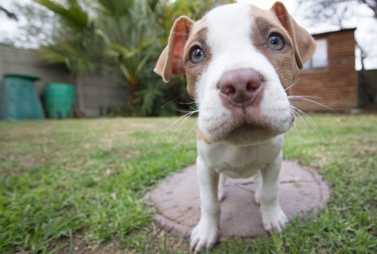 puppy-140306_640