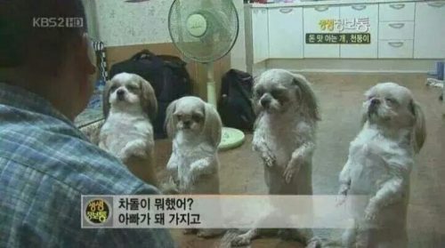 차돌이 의문이 1패... 출처: KBS '생생정보통'
