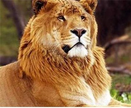 라이거는 사자보다 1.5배나 무거운 크고 아름다운 존재다.
