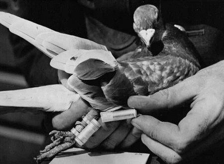 전서 비둘기의 모습 : 주로 간단한 메시지나 약품, 필름 등을 전하는 데 쓰인다. 출처: "Homing Pigeons.... And Their Great Services", Dr. James Animals Help For You, http://www.jamesfreeanimals.com/2012/01/homing-pigeons-and-their-great-services.html