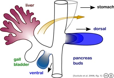 췌장의 발생 (출처 : http://en.wikipedia.org/wiki/File:Suckale08FBS_fig1_pancreas_development.jpeg) Ventral 이라고 적힌 쪽이 췌장 머리가 된다.