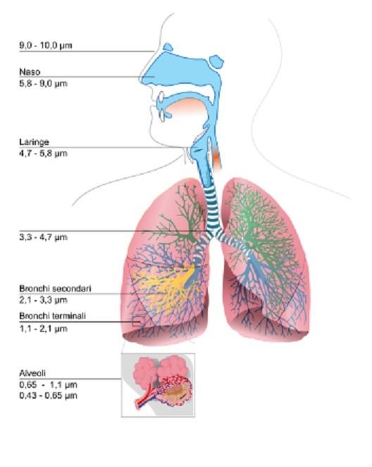 polmoni