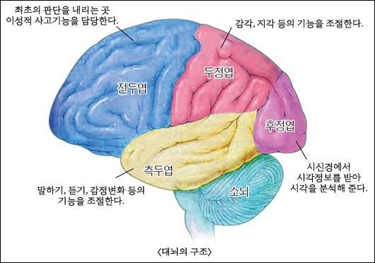 독서는 대뇌의 많은 부분을 사용하는 복잡한 과정이다