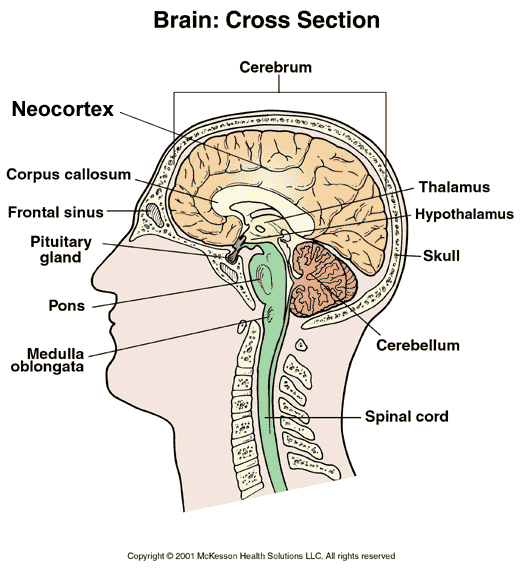 'neocortex