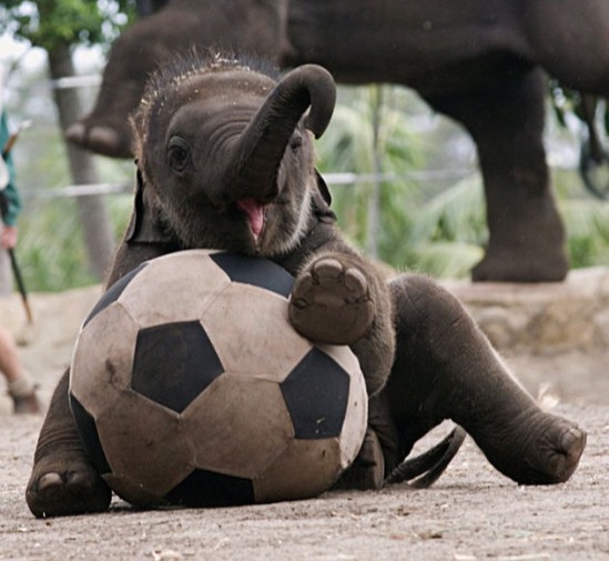 cute-baby-elephants-picture