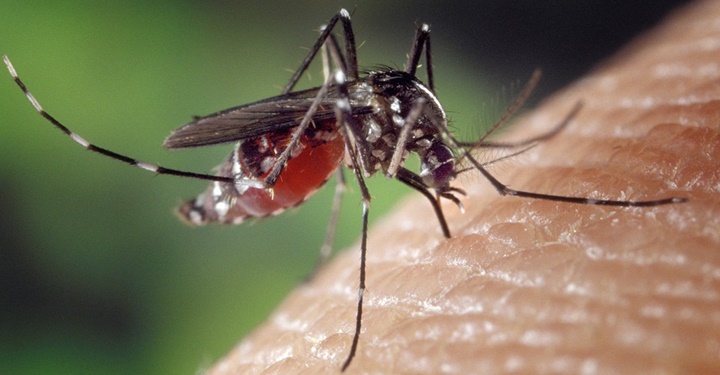 말라리아 치료의 새로운 타겟이 밝혀지다