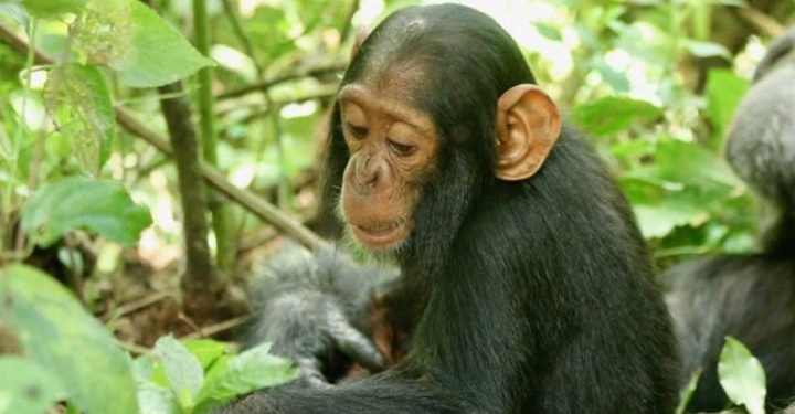 침팬지에게 심각한 감염을 일으킨 인간의 감기 바이러스