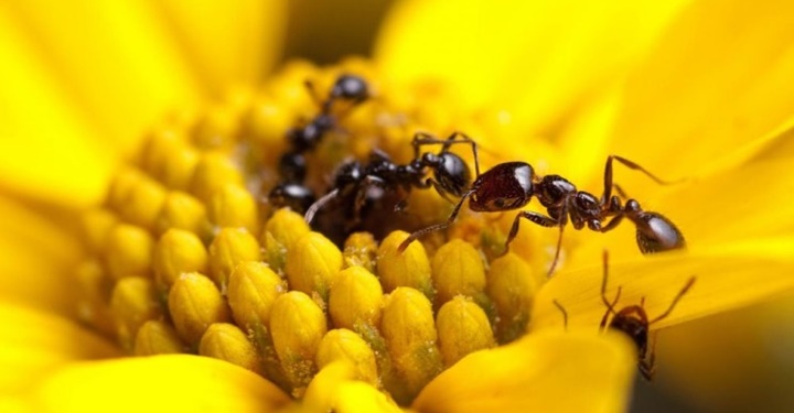 항생제를 품은 개미