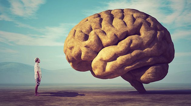 뇌가 클수록 더 똑똑할까?