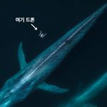 고래의 콧물을 수집하는 드론, 스나트봇의 근황은?