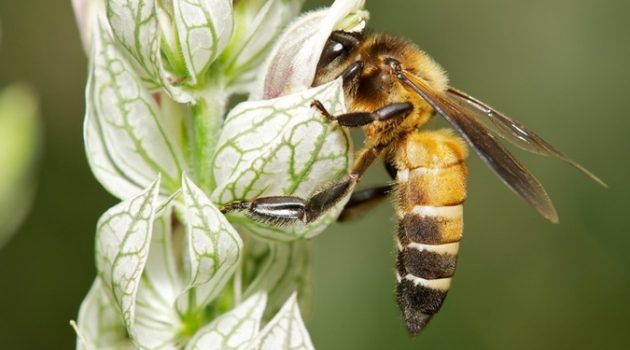 대기 오염은 꿀벌에게 얼마나 악영향을 미칠까?