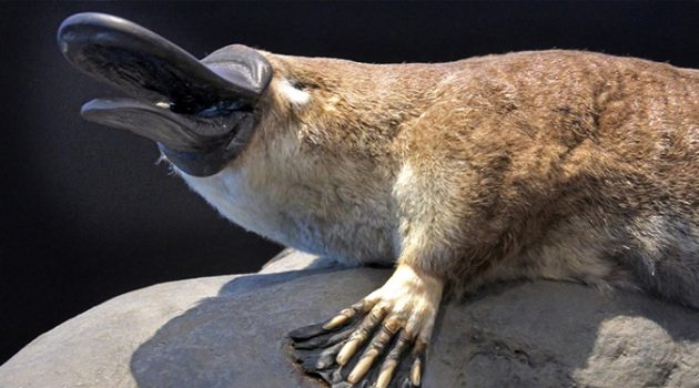 오리너구리가 세상에서 가장 이상한 포유류가 된 사연