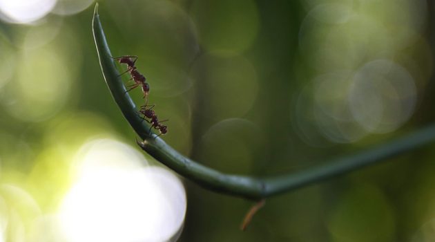 개미들은 모두 열심히 일할까?