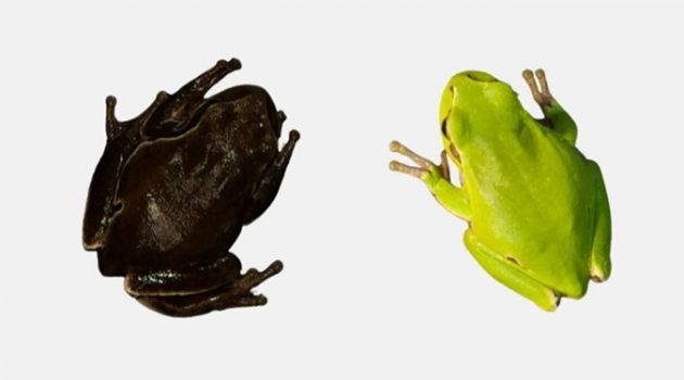 체르노빌 인근 개구리가 검은색이 된 이유