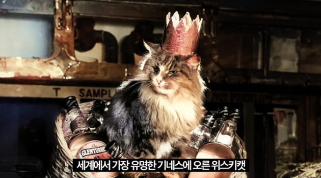 세계에서 가장 유명한 “위스키 고양이”의 기네스 기록